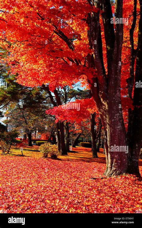 Autumn leaves in Japan Stock Photo - Alamy