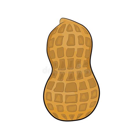 Free Clipart Peanut