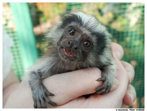 Baby Cotton-top Tamarin by Amurcat on DeviantArt