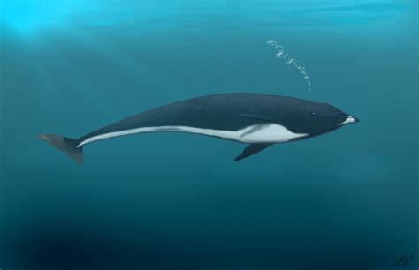 Northern Right whale Dolphin by AngelMC18 on DeviantArt