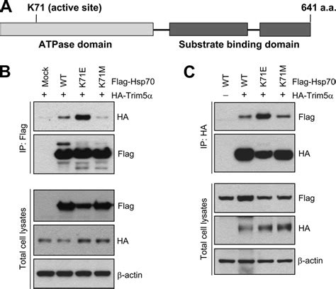 The ATPase function of Hsp70 is not required for binding to TRIM5. A,... | Download Scientific ...