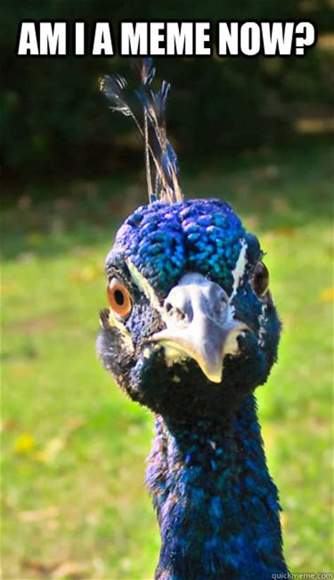 Funny-Face Peacock memes | quickmeme