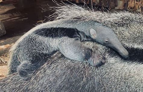 Giant anteater baby born | Blackpool Zoo