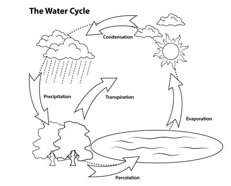 Diagram of the Water Cycle | Diagram Link | Simple water cycle, Water ...