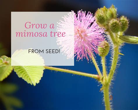 How To Germinate Mimosa Tree Seeds | Gardenologist