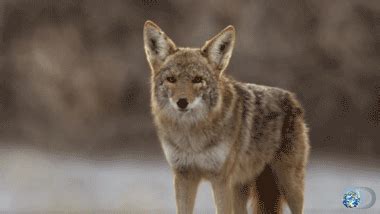 Discovery • See what it was like to film Death Valley Coyotes:...