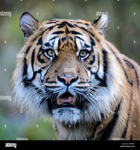 tiger head with eye contact Stock Photo - Alamy