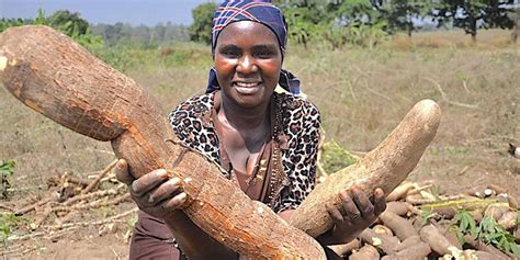 Gift supports Cornell’s Tanzanian cassava efforts