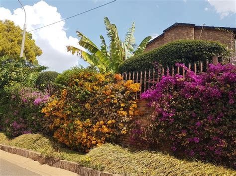 Bougainvillea Fence