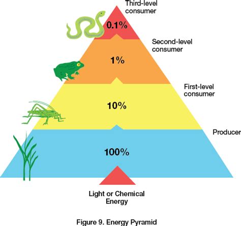 Energy Pyramid | Energy pyramid, Biology classroom, Chemical energy