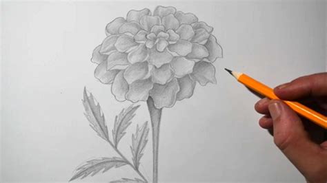 How to Draw a Marigold Flower | Pencil Drawing for Beginners - YouTube