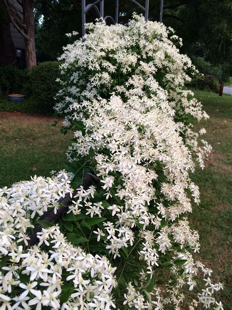 White Clematis - Photo by Sam Williams | White clematis, Moon garden, White gardens