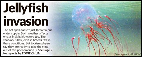 Box Jellyfish Breeding In Penang The Star | vlr.eng.br