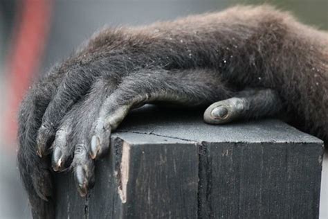 Gibbon hands | Photo by Holly Carroll Read the blog article:… | Flickr