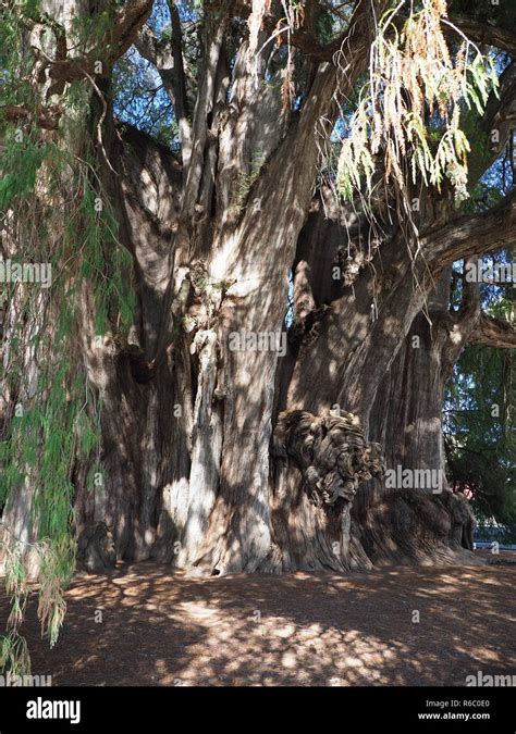 Stoutest trunk of the world of exciting Montezuma cypress tree at Santa Maria del Tule city in ...