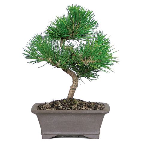 Japanese Black Pine Care