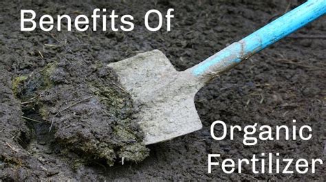 Benefits of Switching to Organic Fertilizer: Which Should You Choose?