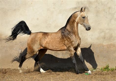 Akhal Teke Horse Info, Colors, Temperament, History, Pictures