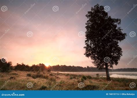 Summer Sunrise Over Meadow by Lake Stock Image - Image of meadow ...