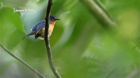 Video New bird species discovered on remote island - ABC News