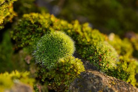 15 Strange And Beautiful Houseplants You Need To Know About