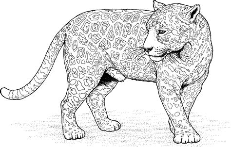 Jaguar coloring pages to download and print for free