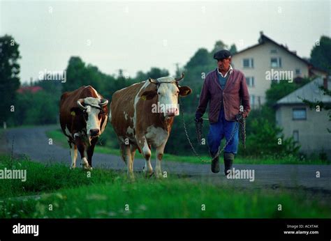 Droving hi-res stock photography and images - Alamy