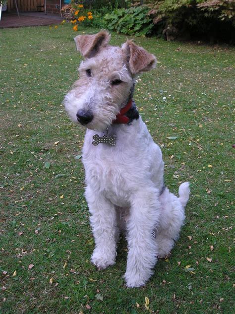 Strävhårig foxterrier Hundar