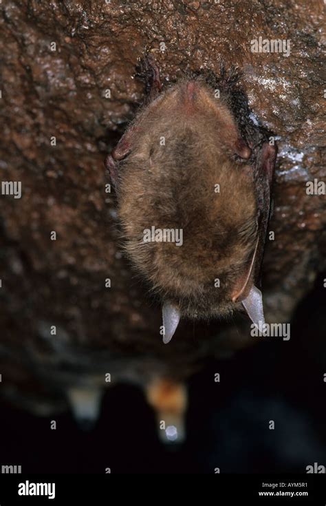 Hibernating Brown Long-eared Bat 2 Stock Photo - Alamy