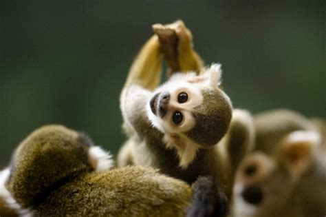 Baby squirrel monkey - Teh Cute