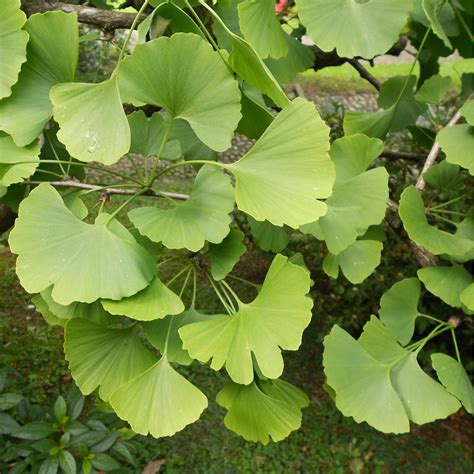 Ginkgo Biloba Tree