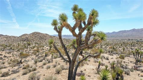 WildEarth urges immediate protection for Joshua trees as endangered