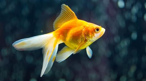 17 Small Goldfish Types - Full Guide (With Pictures)