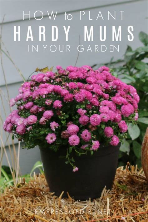 How to Plant Hardy Mums Outdoors as Year-Round Perennials | Empress of Dirt