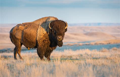 Bisonte | Significato, simbologia e caratteristiche del Bisonte