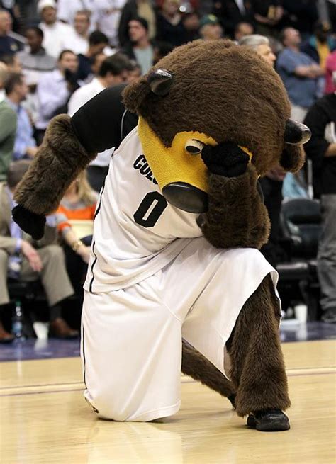 Last time for the colorado buffaloes mascot to Tebow (With images) | Mascot, Colorado buffaloes ...