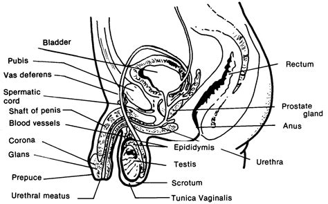 Male Reproductive System Diagram Labeled Pictures ~ Reproductive System ...