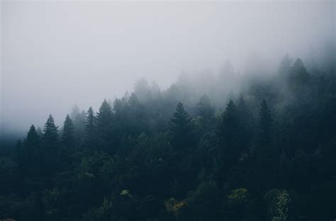 Misty Forest 4k Wallpapers - Wallpaper Cave