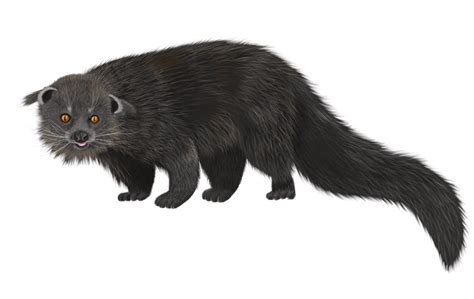 Enter bearcats (or binturongs): the world’s largest civets that are ...