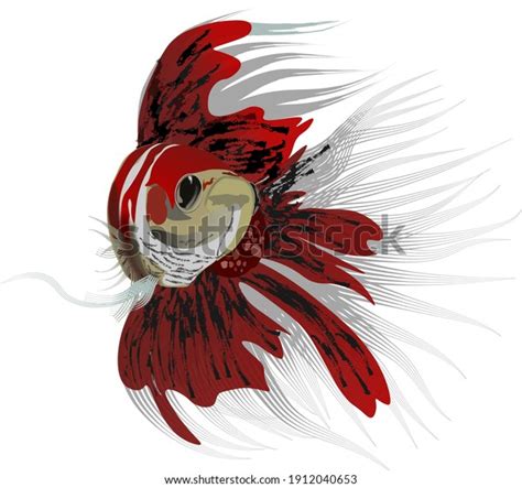 Betta Fish Front View Beautiful Tail Stock Vector (Royalty Free ...