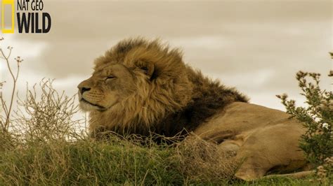 African Lions National Geographic Documentary 2020 HD - YouTube