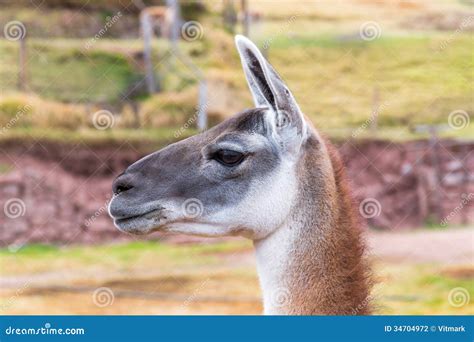 Peruvian Llama. Farm Of Llama,alpaca,Vicuna In Peru,South America ...