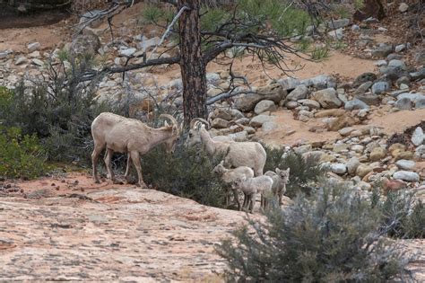 NeoVista Birds and Wildlife: Desert Bighorn Sheep in Zion National Park