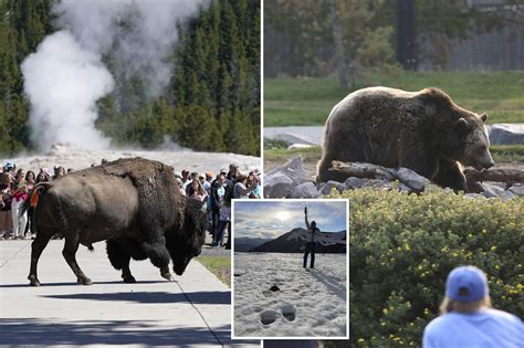 Two wolves struck by vehicle in Yellowstone National Park