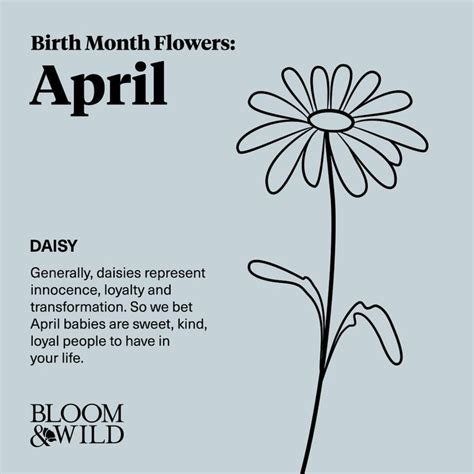 April Birth Flower: Daisy | Bloom and wild, Birth flowers, April birth ...