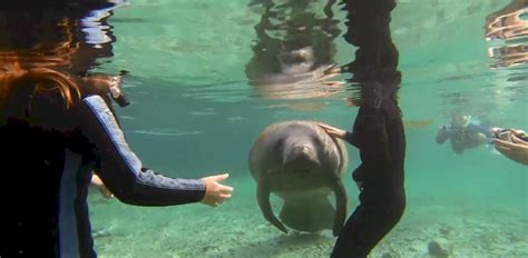 Swim With Manatees - Crystal River, FL - Manatee Tours