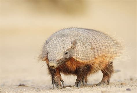 Wildlife of Patagonia - Country Walkers