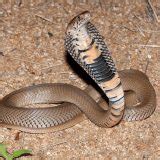 Mozambique Spitting Cobra Facts and Pictures