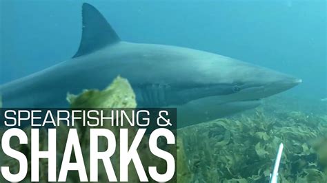 SPEARFISHING & SHARKS - Northern New Zealand - YouTube