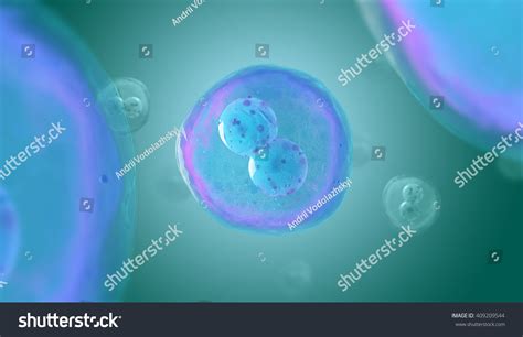 Twocell Embryo Mitosis Under Microscope 3d Stock Illu - vrogue.co
